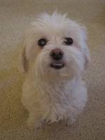 Louie Frias's profile image