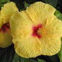 Debbie Carbone's profile image