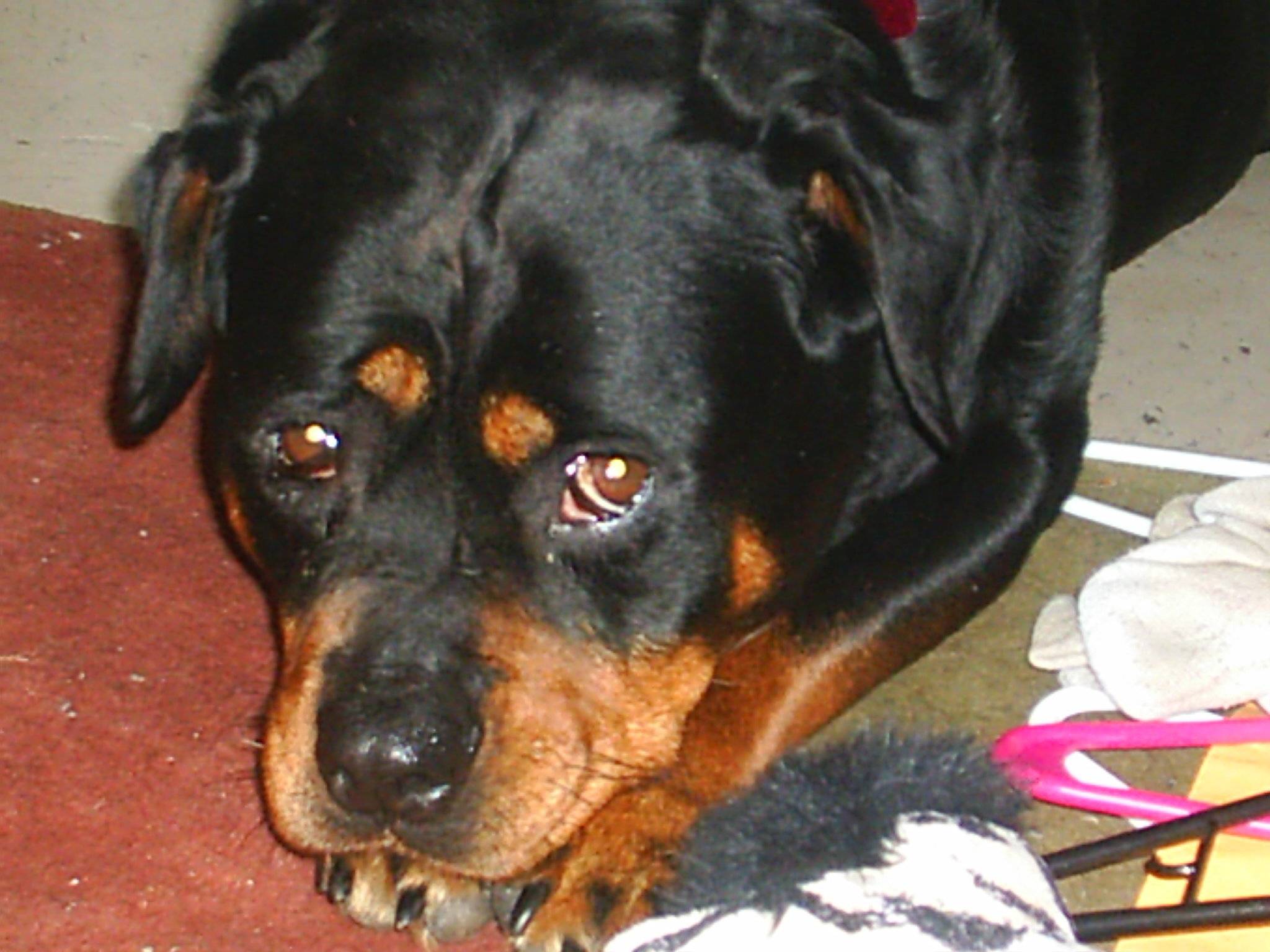 Hope Innes's profile image