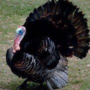 Bruce Morningstar's profile image