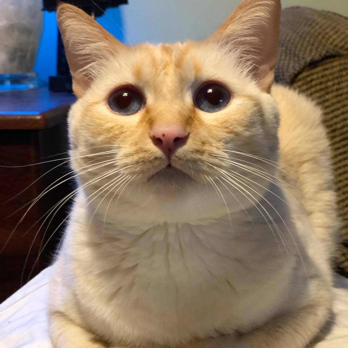 Gene J Jakominich Jr's profile image