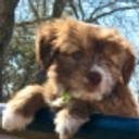 Danie Glee's profile image