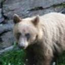 Chris Cedars's profile image