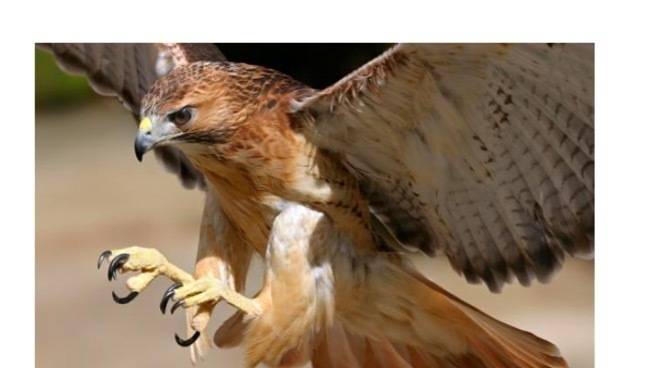 David Hawkins's profile image