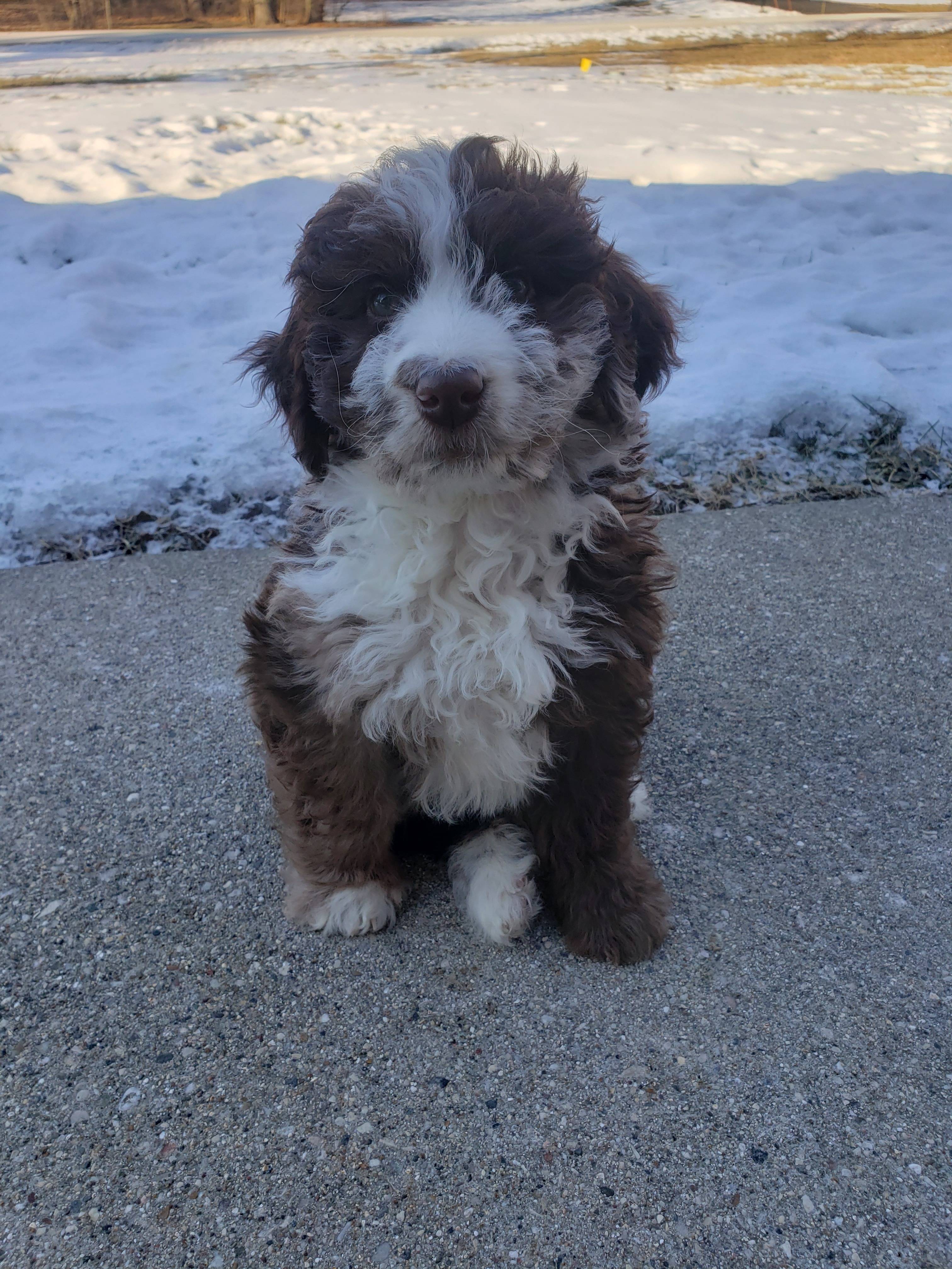 Brandon Mulliken's profile image