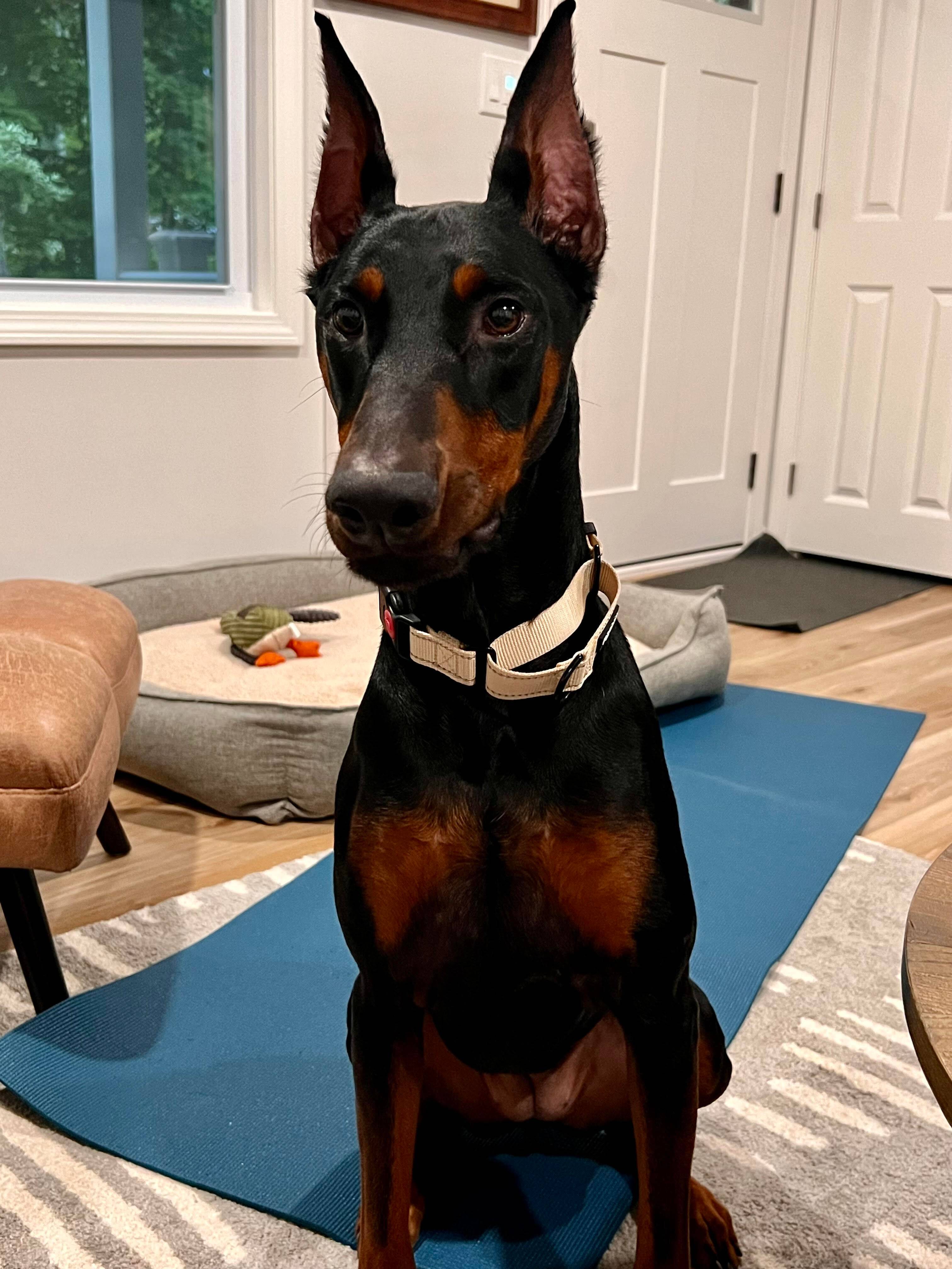 David V.'s profile image