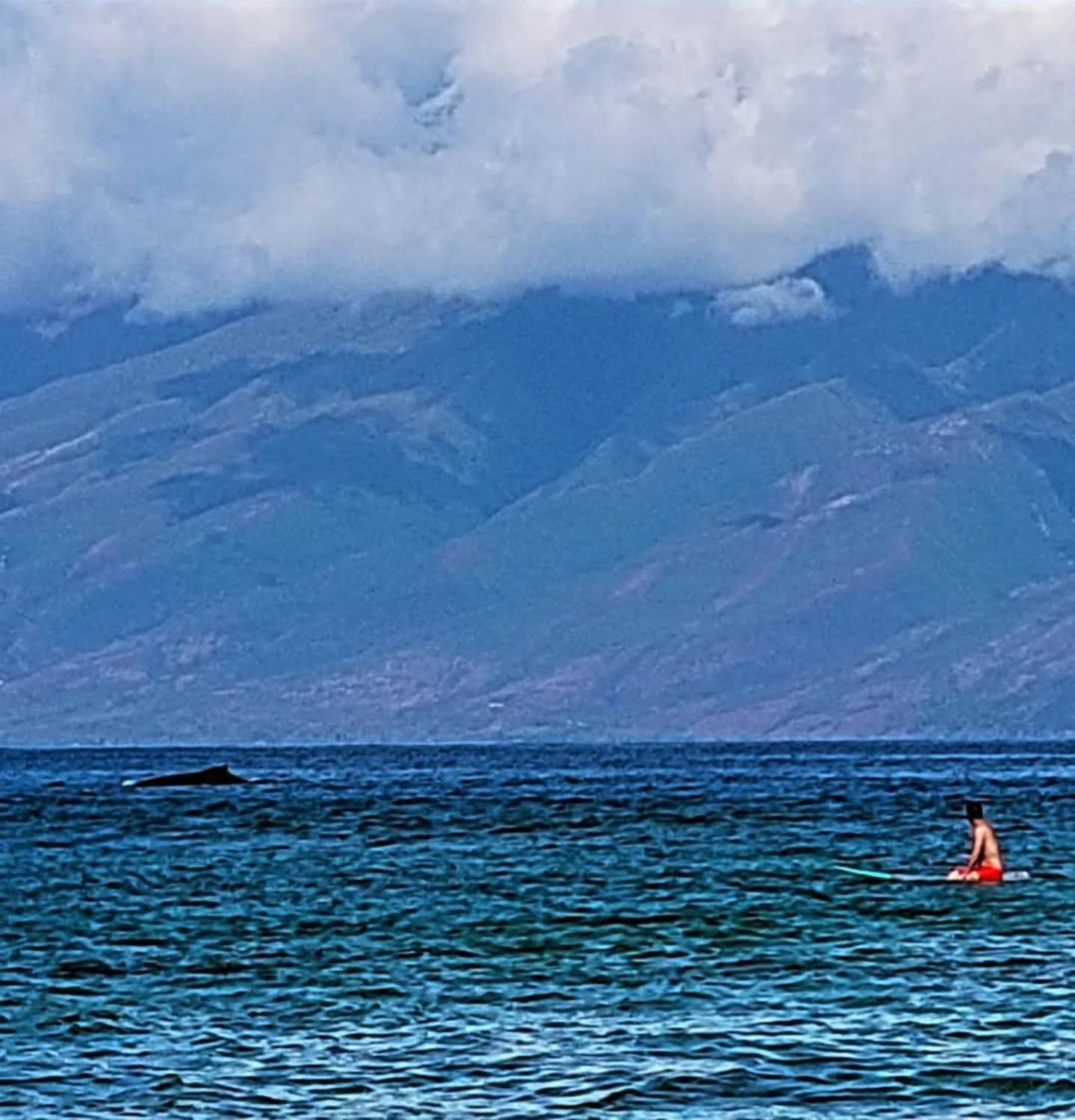 Lawrence Haddon's profile image