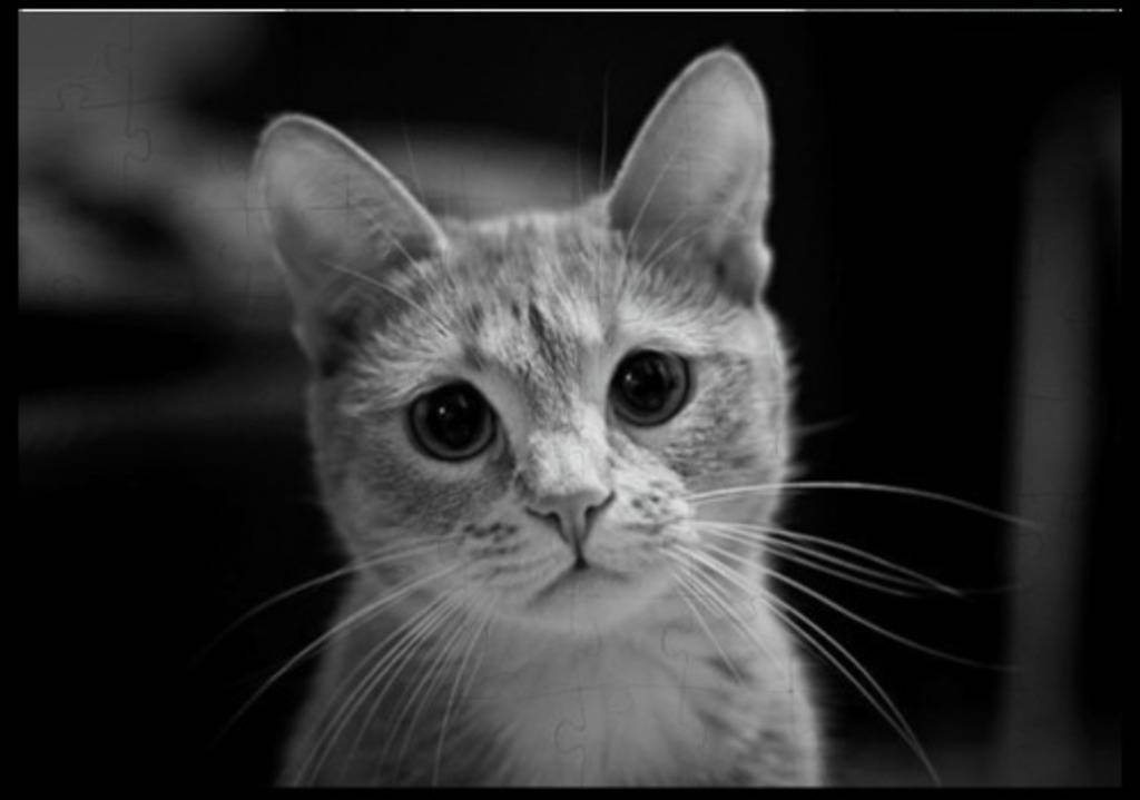 Anna Rodent's profile image