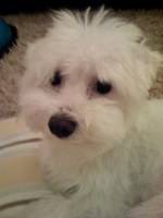 Frank Maturo's profile image