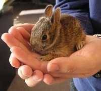 Gabrielle Collins's profile image