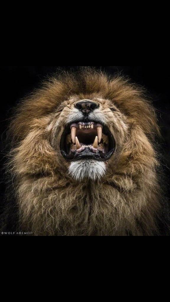 Dillon Gilster's profile image