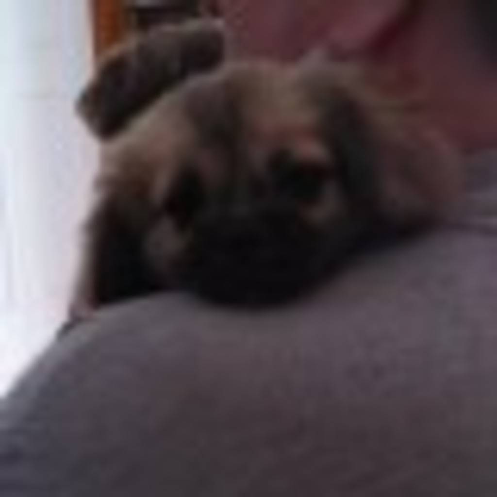 Dan Abrahams's profile image