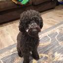 Kevin O'Brien's profile image