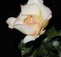 L.J. Ayres's profile image