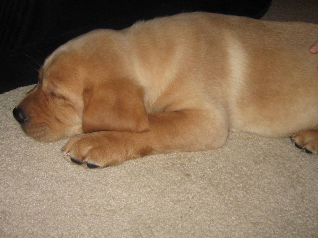 David Burling's profile image