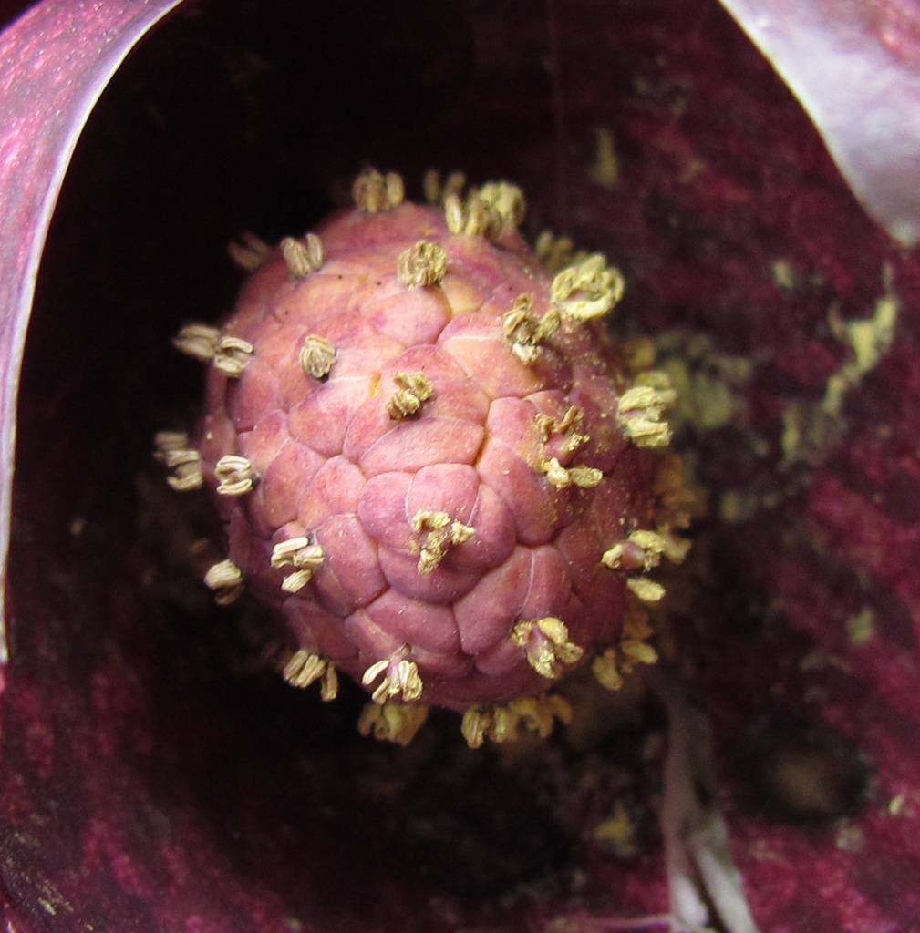 Perri Matusakp's profile image