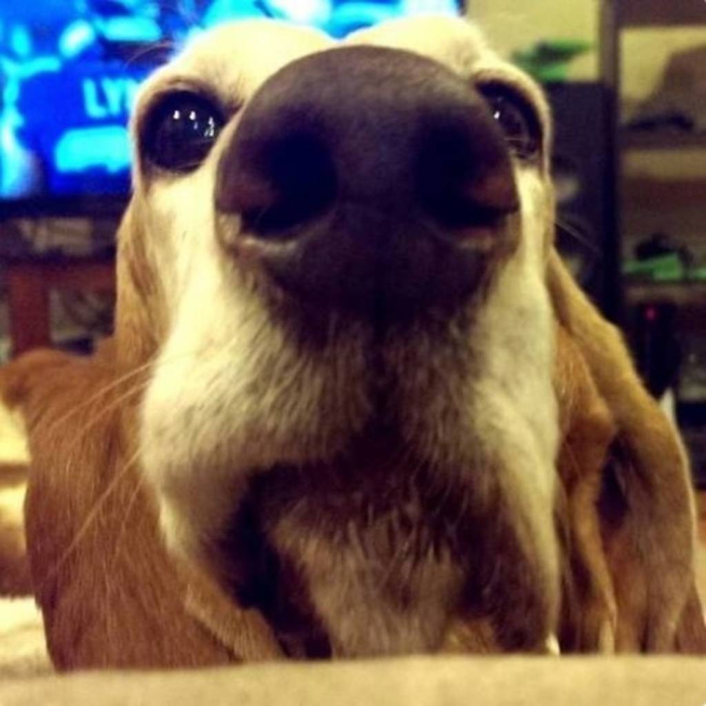 Maxwell Morrison's profile image