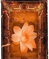 Verle Bailey's profile image