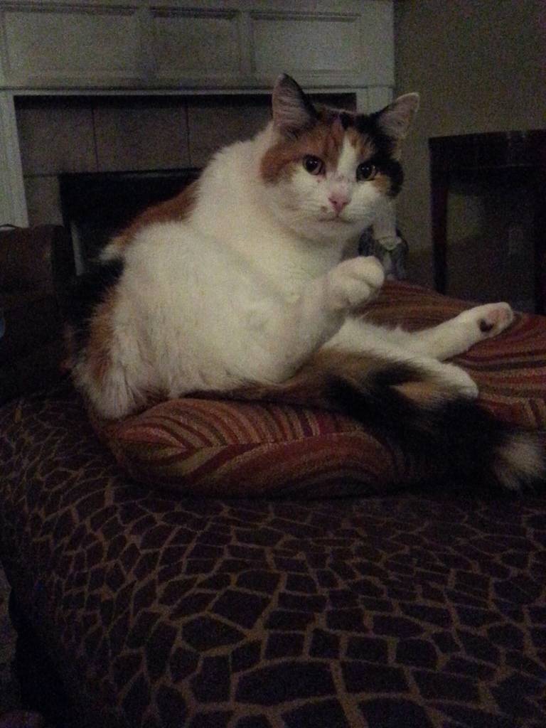 Renee Russell's profile image