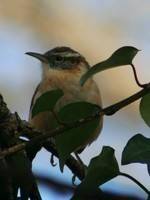 Melissa Mooney's profile image